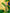 Combo Seleção dos Favoritos -  Booster +  Solar Shine+ Canga do Brasil + 1 Glitter